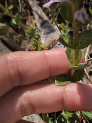 Euphrasia crassiuscula