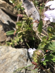 Euphrasia crassiuscula