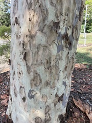 Corymbia citriodora
