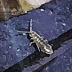 Isotomurus palustris