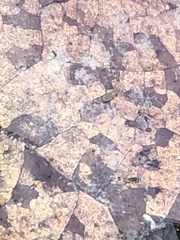 Isotomurus palustris