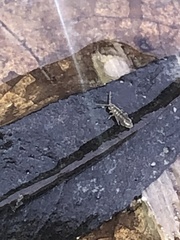 Isotomurus palustris