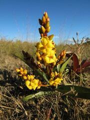 Ouratea crassifolia