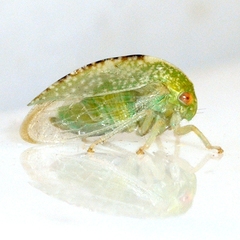 Atymna helena