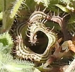 Scorpiurus muricatus