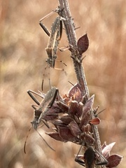 Alydus