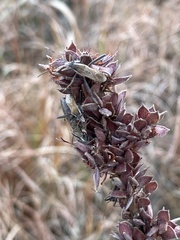 Alydus