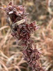 Alydus