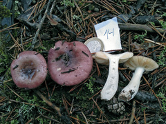 Russula cessans
