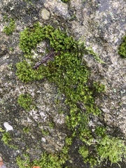 Syntrichia ruralis