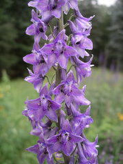 Delphinium andesicola