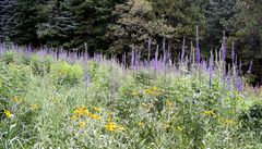 Delphinium andesicola