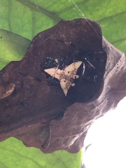 Verrucosa