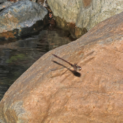 Austrocordulia refracta