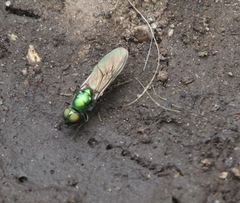 Sarginae