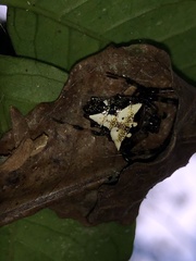 Verrucosa