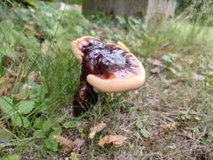 Ganoderma lucidum