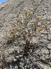 Mentzelia shultziorum