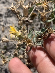 Mentzelia shultziorum