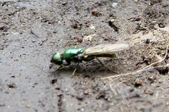 Sarginae