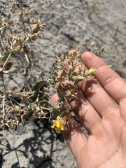 Mentzelia shultziorum