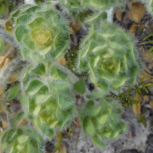 Image of Xiphotheca guthriei by (c) Charles Stirton, some rights reserved (CC BY-SA)
