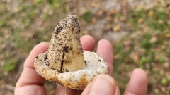 Tylopilus peralbidus image