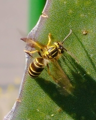 Vespula squamosa