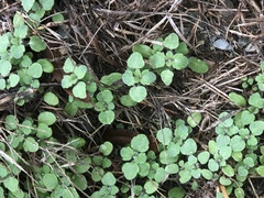 Lamium purpureum