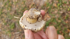 Tylopilus peralbidus image
