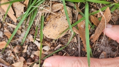 Media resource of Tylopilus peralbidus