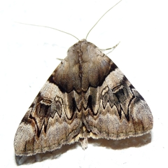 Catocala fulminea