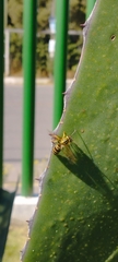 Vespula squamosa