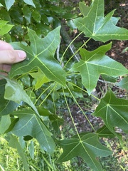 Brachychiton australis