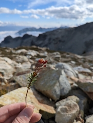 Phyllodoce empetriformis