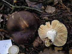 Russula integra