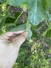 Brachychiton australis