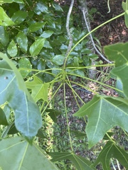 Brachychiton australis