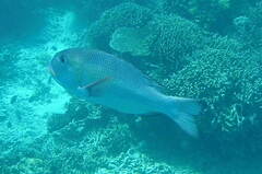 Monotaxis grandoculis