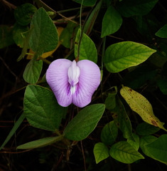 Centrosema pubescens