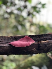 Phillipsia domingensis