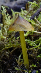 Hygrocybe conica