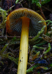 Hygrocybe conica