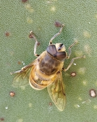 Eristalis tenax