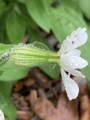 Silene latifolia