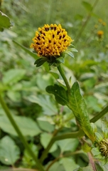 Bidens pilosa