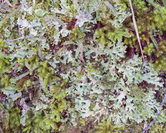 Pseudocyphellaria homoeophylla