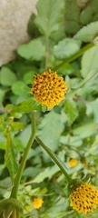 Bidens pilosa