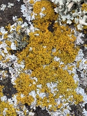 Polycauliona candelaria