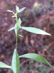 Symphyotrichum ontarionis